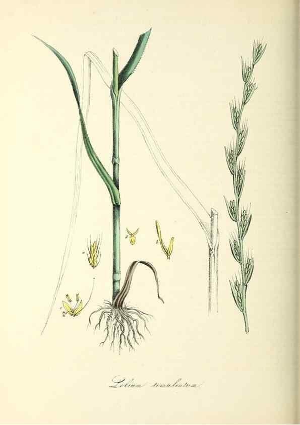 Reproducción/Reproduction 26195599279: Plantæ utiliores :. London :Whittaker & Co.,1842-1850.. 