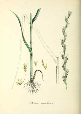 Reproducción/Reproduction 26195599279: Plantæ utiliores :. London :Whittaker & Co.,1842-1850.. 