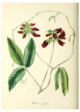 Reproducción/Reproduction 26195601419: Plantæ utiliores :. London :Whittaker & Co.,1842-1850.. 
