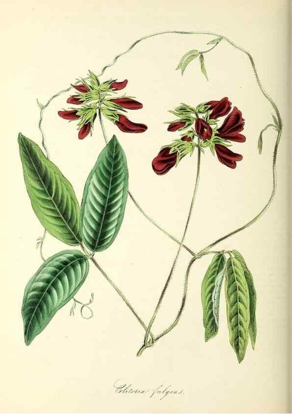 Reproducción/Reproduction 26195601419: Plantæ utiliores :. London :Whittaker & Co.,1842-1850.. 