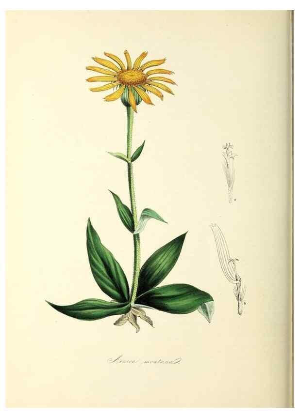 Reproducción/Reproduction 37940582832: Plantæ utiliores :. London :Whittaker & Co.,1842-1850.. 