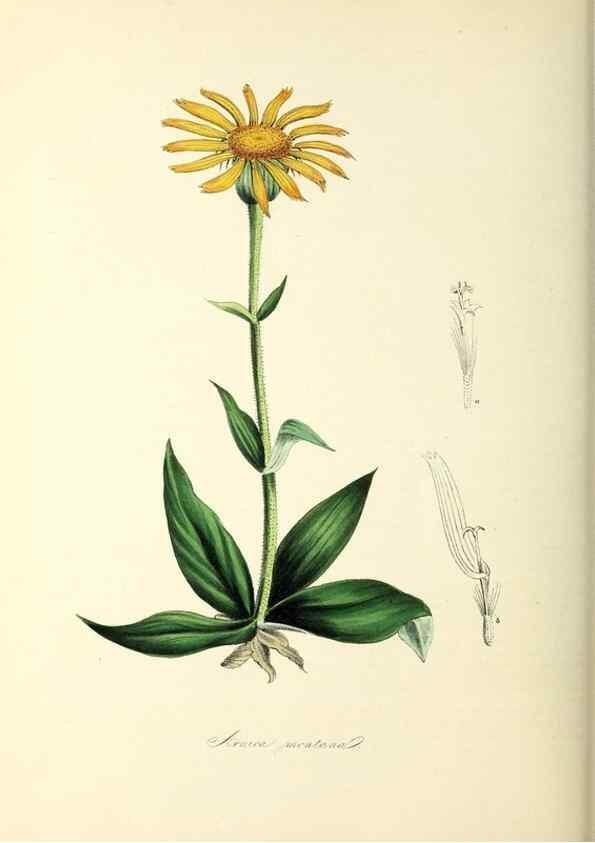 Reproducción/Reproduction 37940582832: Plantæ utiliores :. London :Whittaker & Co.,1842-1850.. 