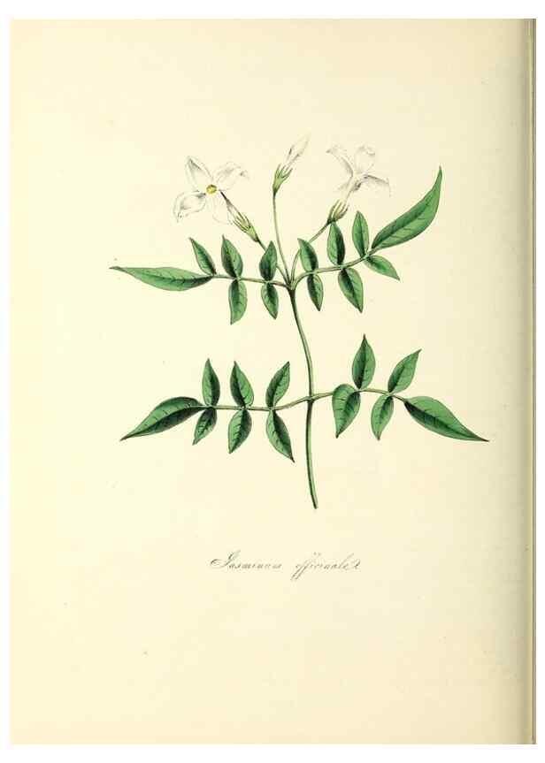 Reproducción/Reproduction 37940585592: Plantæ utiliores :. London :Whittaker & Co.,1842-1850.. 