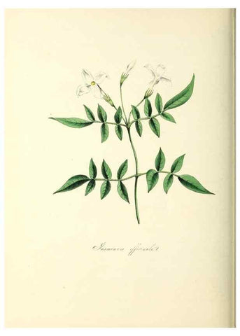 Reproducción/Reproduction 37940585592: Plantæ utiliores :. London :Whittaker & Co.,1842-1850.. 