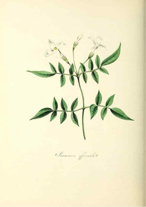 Reproducción/Reproduction 37940585592: Plantæ utiliores :. London :Whittaker & Co.,1842-1850.. 
