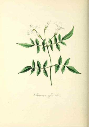 Reproducción/Reproduction 37940585592: Plantæ utiliores :. London :Whittaker & Co.,1842-1850.. 