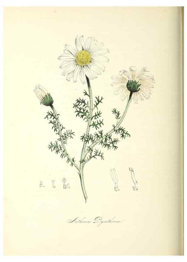 Reproducción/Reproduction 37940589192: Plantæ utiliores :. London :Whittaker & Co.,1842-1850.. 