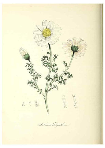 Reproducción/Reproduction 37940589192: Plantæ utiliores :. London :Whittaker & Co.,1842-1850.. 