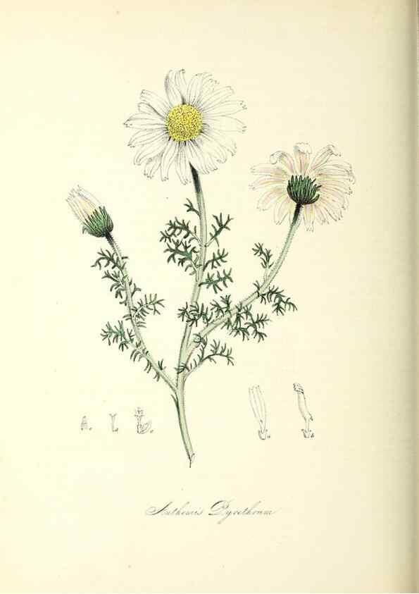 Reproducción/Reproduction 37940589192: Plantæ utiliores :. London :Whittaker & Co.,1842-1850.. 