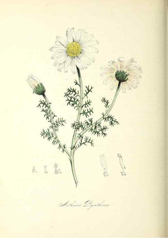 Reproducción/Reproduction 37940589192: Plantæ utiliores :. London :Whittaker & Co.,1842-1850.. 