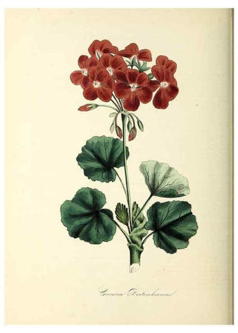 Reproducción/Reproduction 37940594082: Plantæ utiliores :. London :Whittaker & Co.,1842-1850.. 