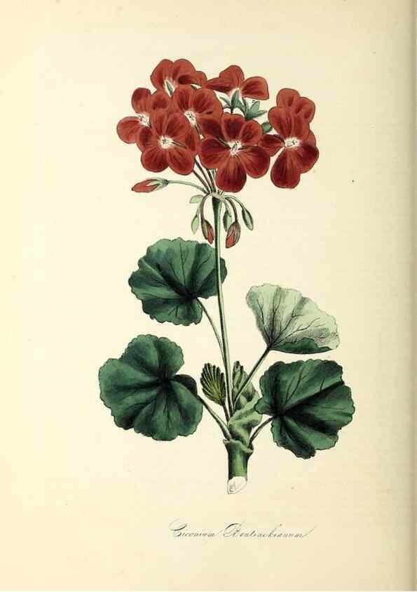 Reproducción/Reproduction 37940594082: Plantæ utiliores :. London :Whittaker & Co.,1842-1850.. 