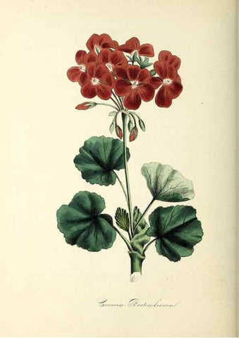 Reproducción/Reproduction 37940594082: Plantæ utiliores :. London :Whittaker & Co.,1842-1850.. 
