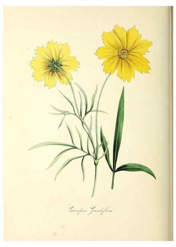 Reproducción/Reproduction 37940597172: Plantæ utiliores :. London :Whittaker & Co.,1842-1850.. 