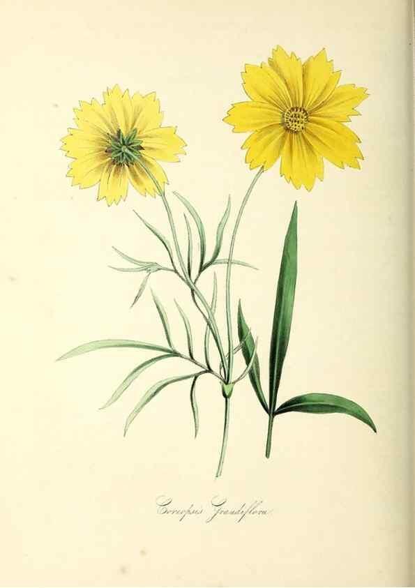 Reproducción/Reproduction 37940597172: Plantæ utiliores :. London :Whittaker & Co.,1842-1850.. 