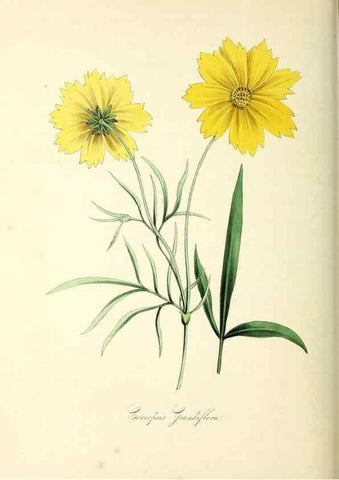 Reproducción/Reproduction 37940597172: Plantæ utiliores :. London :Whittaker & Co.,1842-1850.. 