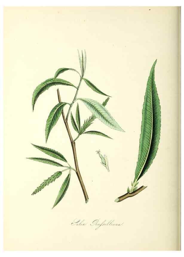 Reproducción/Reproduction 26195596789: Plantæ utiliores :. London :Whittaker & Co.,1842-1850.. 
