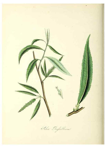 Reproducción/Reproduction 26195596789: Plantæ utiliores :. London :Whittaker & Co.,1842-1850.. 