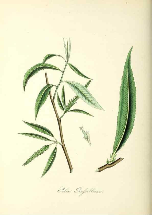Reproducción/Reproduction 26195596789: Plantæ utiliores :. London :Whittaker & Co.,1842-1850.. 