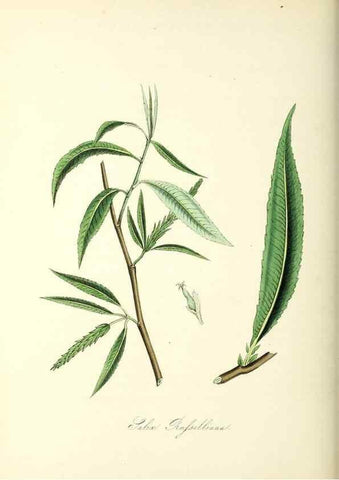 Reproducción/Reproduction 26195596789: Plantæ utiliores :. London :Whittaker & Co.,1842-1850.. 