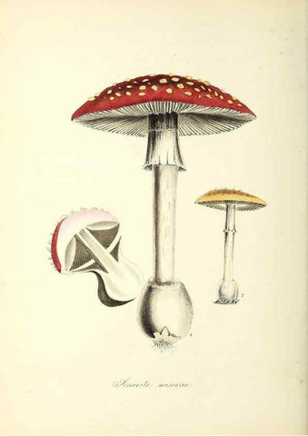 Reproducción/Reproduction 26195569219: Plantæ utiliores :. London :Whittaker & Co.,1842-1850.. 