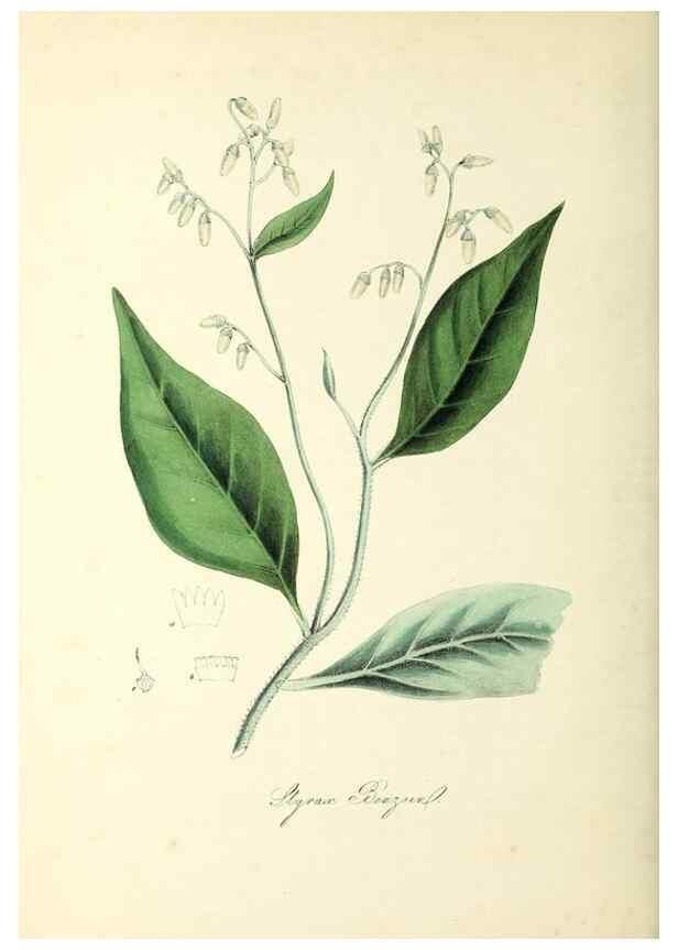 Reproducción/Reproduction 37971103581: Plantæ utiliores :. London :Whittaker & Co.,1842-1850.. 