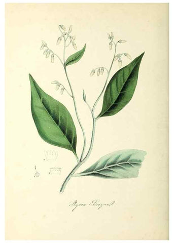 Reproducción/Reproduction 37971103581: Plantæ utiliores :. London :Whittaker & Co.,1842-1850.. 