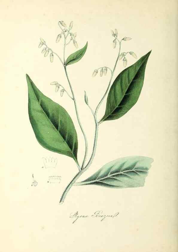 Reproducción/Reproduction 37971103581: Plantæ utiliores :. London :Whittaker & Co.,1842-1850.. 