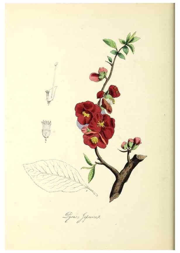 Reproducción/Reproduction 37971107241: Plantæ utiliores :. London :Whittaker & Co.,1842-1850.. 