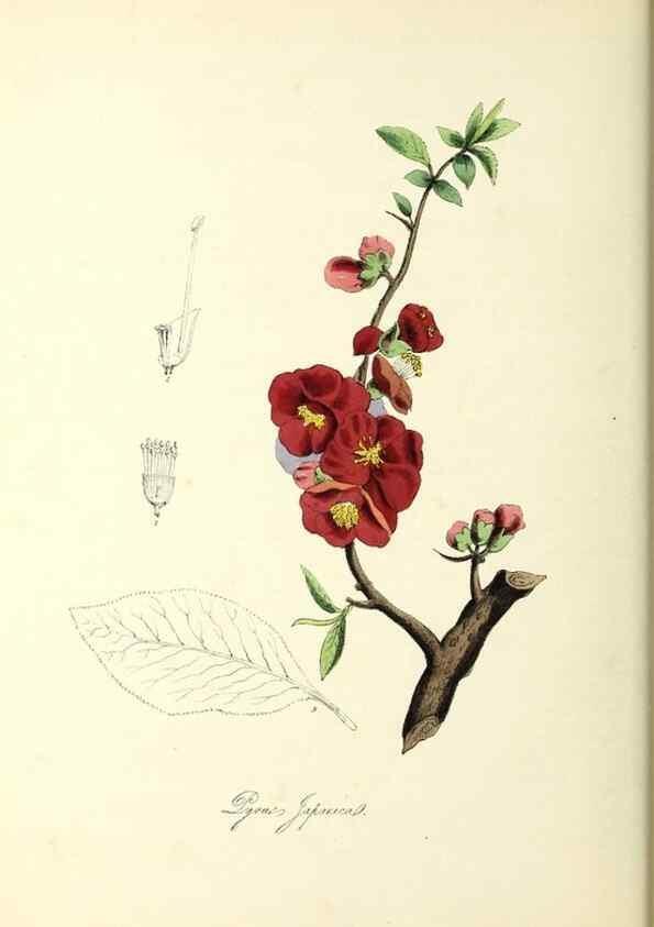 Reproducción/Reproduction 37971107241: Plantæ utiliores :. London :Whittaker & Co.,1842-1850.. 