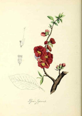 Reproducción/Reproduction 37971107241: Plantæ utiliores :. London :Whittaker & Co.,1842-1850.. 