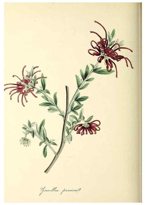 Reproducción/Reproduction 37971152451: Plantæ utiliores :. London :Whittaker & Co.,1842-1850.. 