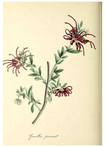 Reproducción/Reproduction 37971152451: Plantæ utiliores :. London :Whittaker & Co.,1842-1850.. 