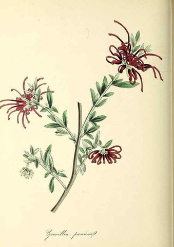 Reproducción/Reproduction 37971152451: Plantæ utiliores :. London :Whittaker & Co.,1842-1850.. 
