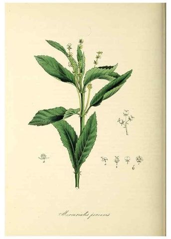 Reproducción/Reproduction 37917688966: Plantæ utiliores :. London :Whittaker & Co.,1842-1850.. 