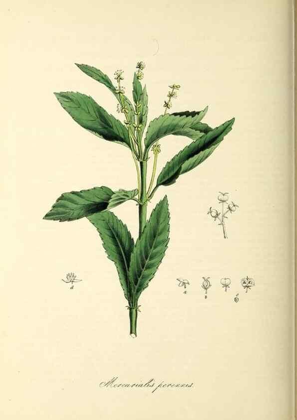 Reproducción/Reproduction 37917688966: Plantæ utiliores :. London :Whittaker & Co.,1842-1850.. 