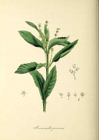 Reproducción/Reproduction 37917688966: Plantæ utiliores :. London :Whittaker & Co.,1842-1850.. 
