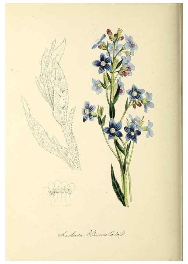 Reproducción/Reproduction 37917690436: Plantæ utiliores :. London :Whittaker & Co.,1842-1850.. 