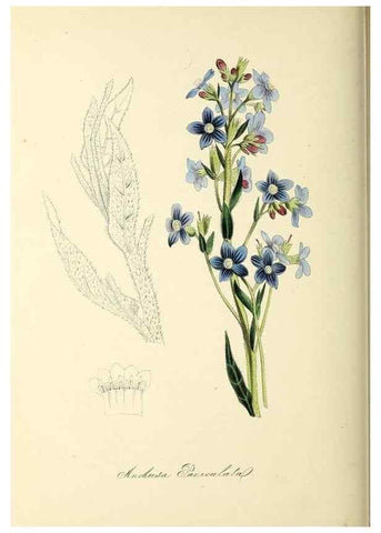 Reproducción/Reproduction 37917690436: Plantæ utiliores :. London :Whittaker & Co.,1842-1850.. 