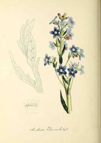 Reproducción/Reproduction 37917690436: Plantæ utiliores :. London :Whittaker & Co.,1842-1850.. 