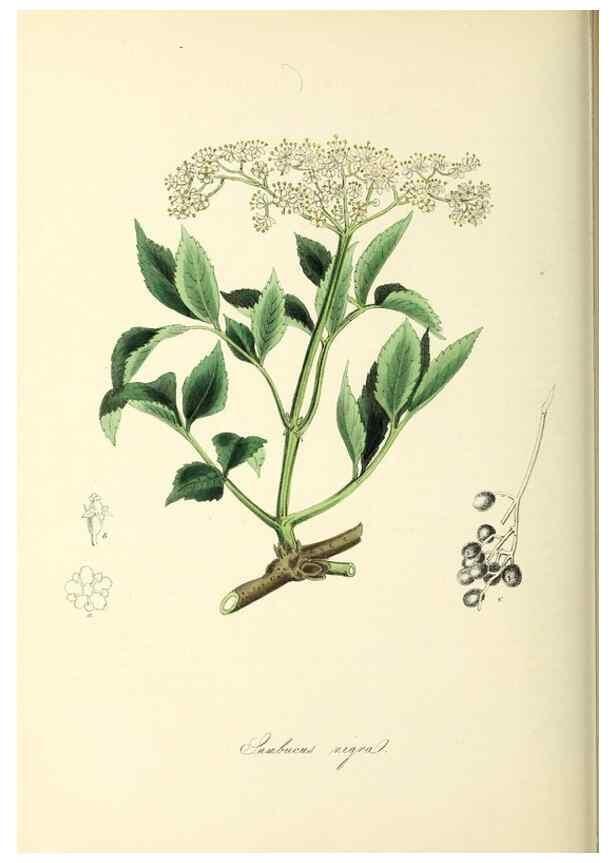 Reproducción/Reproduction 37917691966: Plantæ utiliores :. London :Whittaker & Co.,1842-1850.. 