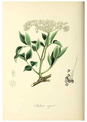Reproducción/Reproduction 37917691966: Plantæ utiliores :. London :Whittaker & Co.,1842-1850.. 