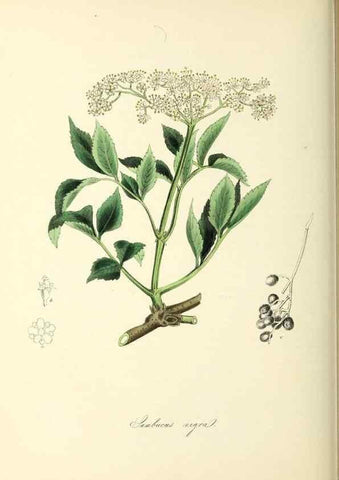 Reproducción/Reproduction 37917691966: Plantæ utiliores :. London :Whittaker & Co.,1842-1850.. 