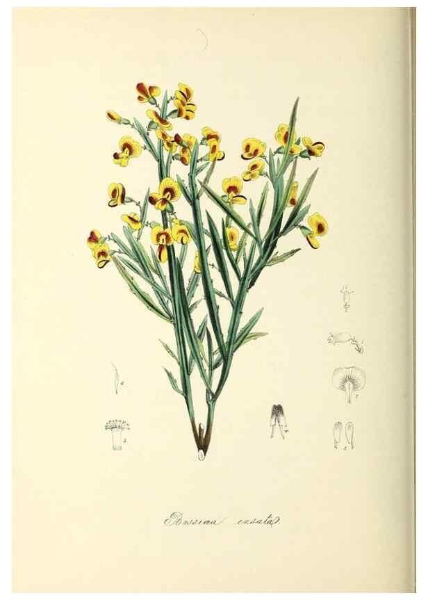 Reproducción/Reproduction 37917693766: Plantæ utiliores :. London :Whittaker & Co.,1842-1850.. 