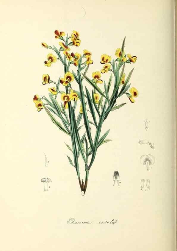 Reproducción/Reproduction 37917693766: Plantæ utiliores :. London :Whittaker & Co.,1842-1850.. 