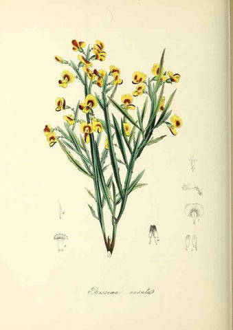 Reproducción/Reproduction 37917693766: Plantæ utiliores :. London :Whittaker & Co.,1842-1850.. 