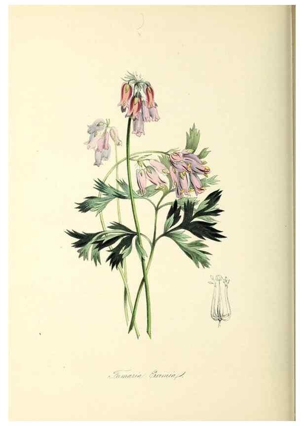 Reproducción/Reproduction 37971161781: Plantæ utiliores :. London :Whittaker & Co.,1842-1850.. 