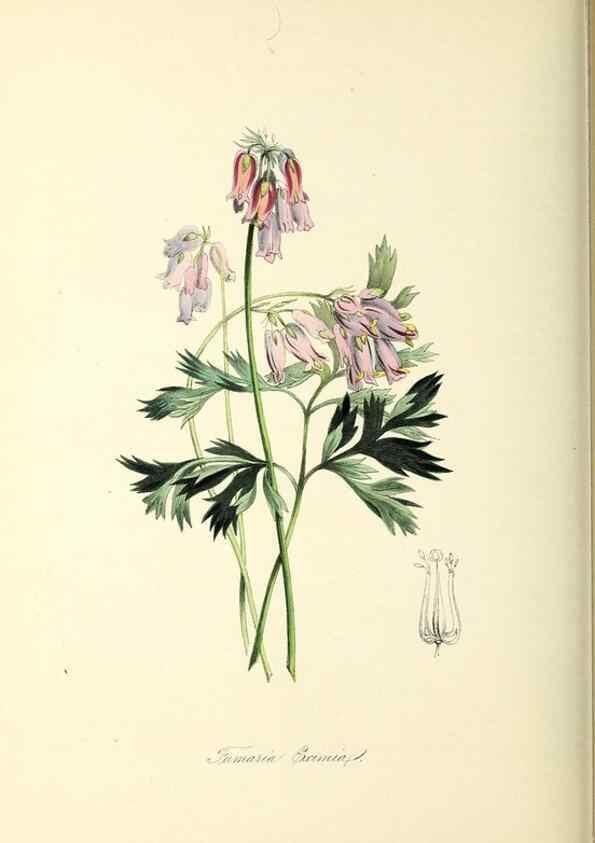 Reproducción/Reproduction 37971161781: Plantæ utiliores :. London :Whittaker & Co.,1842-1850.. 