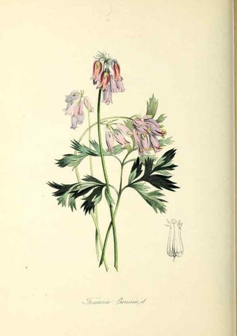 Reproducción/Reproduction 37971161781: Plantæ utiliores :. London :Whittaker & Co.,1842-1850.. 
