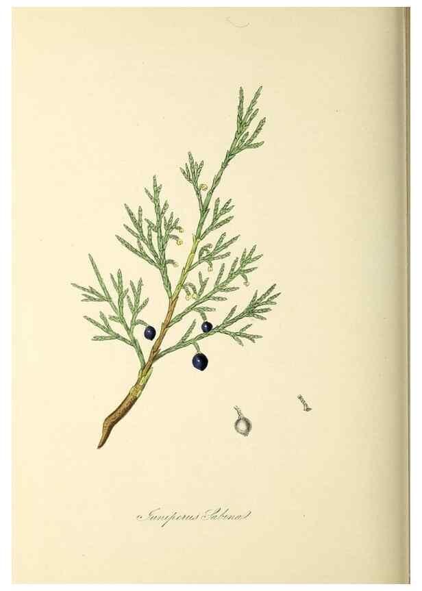 Reproducción/Reproduction 37971163861: Plantæ utiliores :. London :Whittaker & Co.,1842-1850.. 